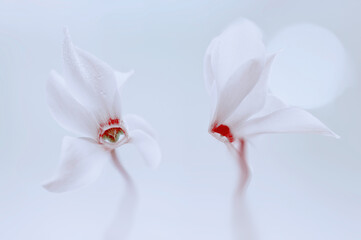 Kwiaty Cyklameny perskie  (Cyclamen persicum Mill.)