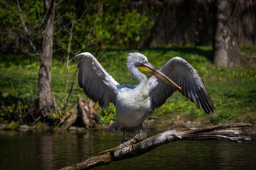 white pelican portrait in action