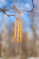 Background, texture. Close-up of alder earrings on a blurred forest background.