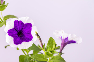 Blooming beautiful petunia flower on a white background close-up.