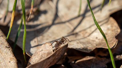 lizard on the grass