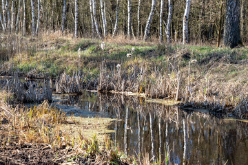 Obraz premium reeds in the water