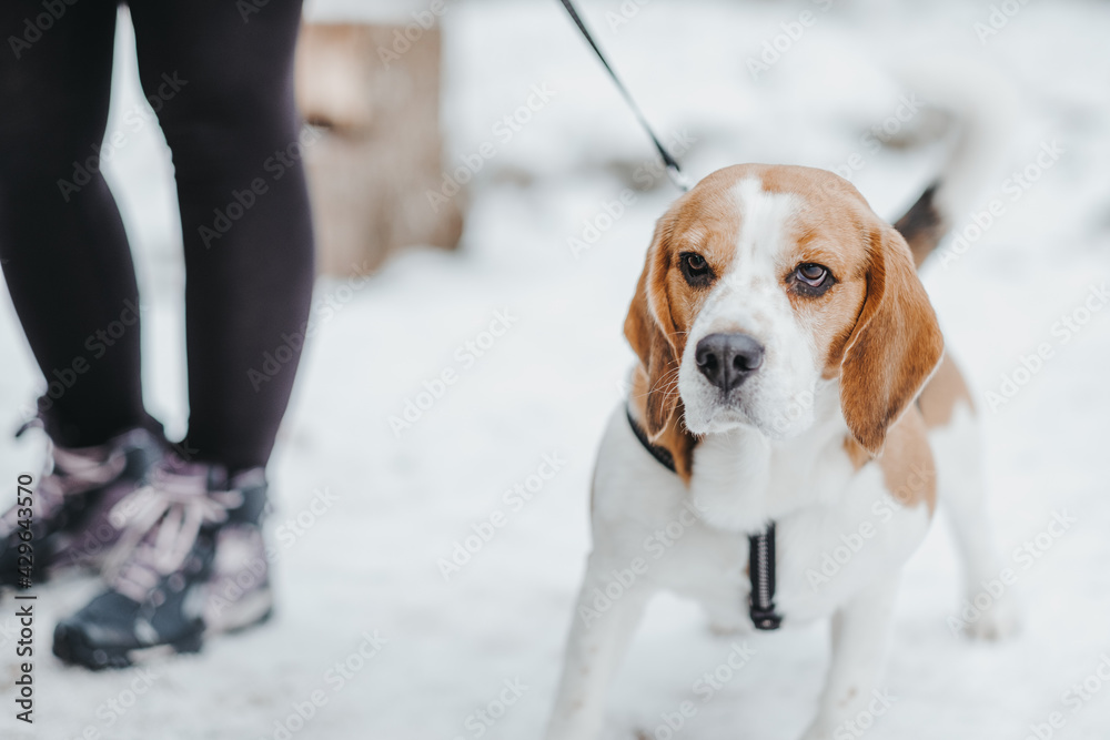 Sticker Beautiful Beagle dog walking in the winter forest in the daytime