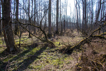 trees in the forest