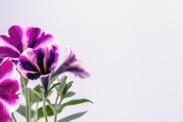 Petunia blooms with beautiful flowers on a white background.