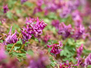 Purple corydalis flowers in forest on early spring