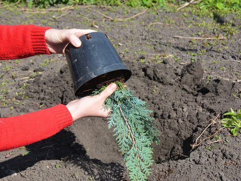 A gardener is transplanting a Lawson cypress sapling, little Chamaecyparis lawsoniana from a pot into soil in the garden in spring. Growing a large evergreen Lawson cypress from a sapling.