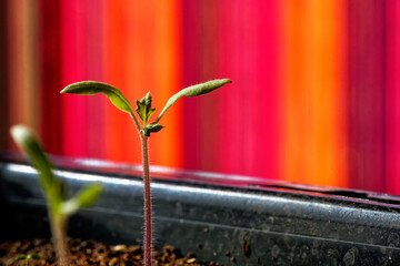 semi de tomate 