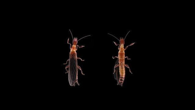 relic insect Embia savignyi under a microscope, male. Of the family Embiidae, feed on decaying plant remains, build silk passages along which they move
