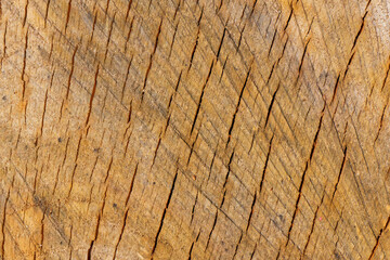 bois coupé - chêne