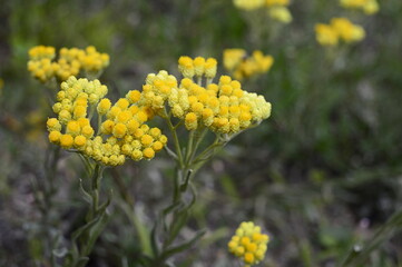 Closeup Helichrysum arenarium known as dwarf everlast with blurred background in summer garden