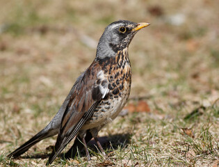 Fieldfare