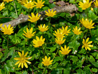 anémone jaune - anémone fausse renoncule - anémone ranunculoides