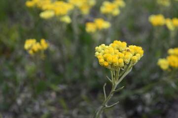 Closeup Helichrysum arenarium known as dwarf everlast with blurred background in summer garden