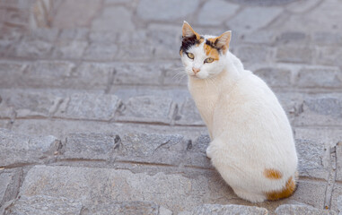 Portrait of cute a cat in the street.