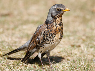 Fieldfare