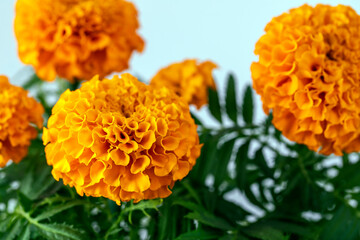 Orange flowers marigolds close-up.