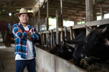 Fototapeta na wymiar Farming men feed the wagyu cows of Japanese origin