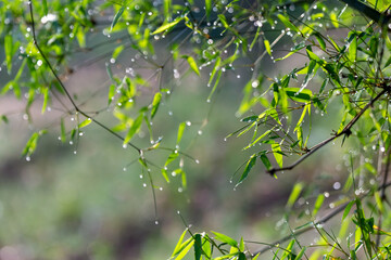  The green leaves of bamboo with morning dew looked refreshing.
