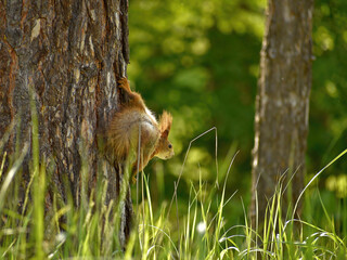 Squirrel on a tree trunk in the wild, on a sunny summer day.