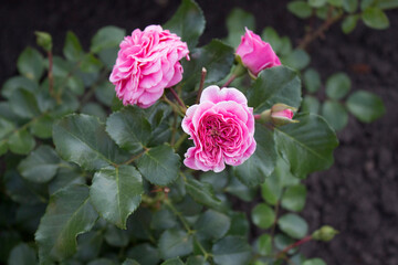 pink roses in garden