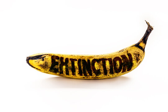 banana contaminated by Ra&ccedil;a Tropical 4 from panama mal, text in english written extinction