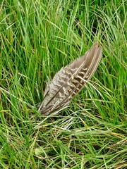 bird feather in grass