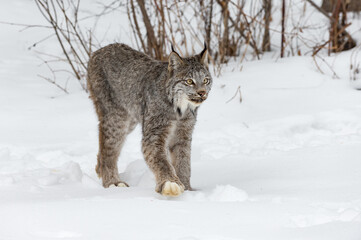 Canadian Lynx (Lynx canadensis) Looks Up While Stepping Toes Up Winter