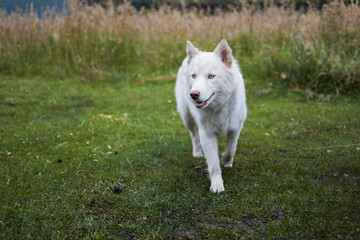 blue-eyed white dog in the forest