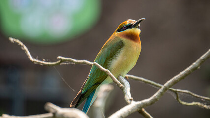 A bird with colorful feathers