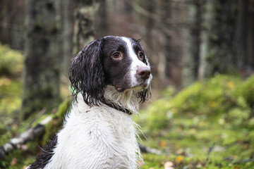 portrait springer spaniel dog sits in the forest on the grass, autumn, day