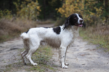 dog, springer spaniel, stands on a country road in the forest, wet, autumn, day