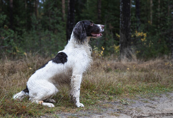 springer spaniel dog sits in the forest on the grass, autumn, day
