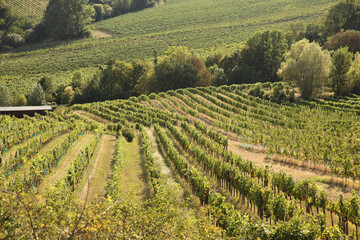 Grape trees growing in a vineyard garden, wine industry