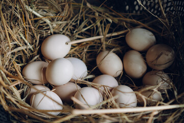 eggs in the nest
