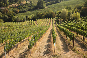 Fototapeta na wymiar Grape trees growing in a vineyard garden, wine industry