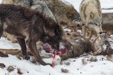 Black Phase Grey Wolf (Canis lupus) Tears Strip of Meat Of Deer Carcass Pack in Background Winter