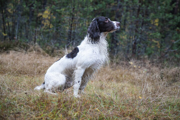 springer spaniel dog sits in the forest on the grass, autumn, day