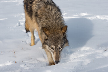 Obraz premium Grey Wolf (Canis lupus) Steps Forward Nose Down Winter