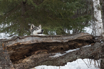 Obraz premium Grey Wolf (Canis lupus) Peers Over Top of Log Winter