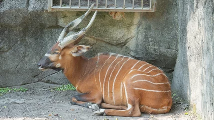 Gordijnen Bongo antelope hiding in the corner 3 © 崇維 黃