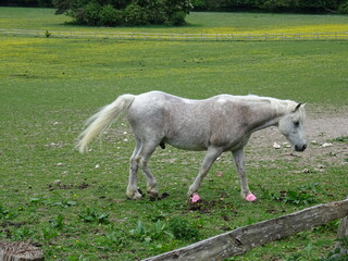 Naklejka na ściany i meble white horse with pink shoes