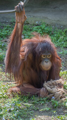 Bornean Orangutan sitting on the grass 2