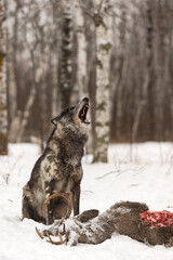 Black Phase Grey Wolf (Canis lupus) Howls at Deer Carcass Winter