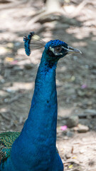 Obraz premium Close-up male peacock's head 4