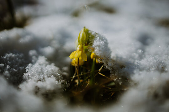 first spring flowers under the snow