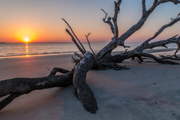 Sun setting on driftwood beach - obrazy, fototapety, plakaty