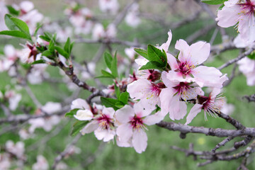 Close up view of blooming almond tree branch on blurred background