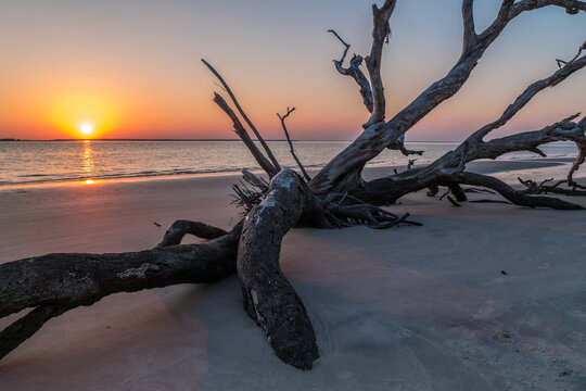 Sun setting on driftwood beach
