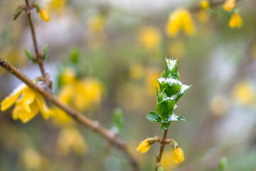 Closeup yellow flowers on the trees under spring snow.